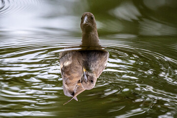 ptak na opak czyli kokoszka wodna na wodzie do góry nogami