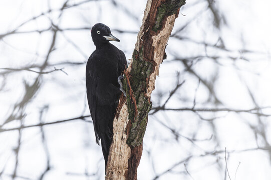 Dzięcioł czarny (Dryocopus martius) – gatunek średniej wielkości ptaka z rodziny dzięciołowatych