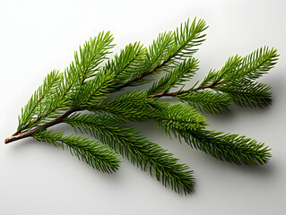 Obraz premium Close Up of Detailed Fir Branch Isolated on White Background. Pine Branch