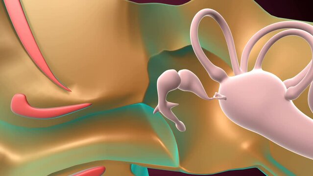 ear anatomy inner medical canal sensory sound nerve illustration.