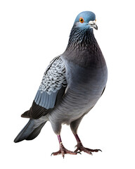 Close up of Full Body of Pigeon Isolated on Transparent Background