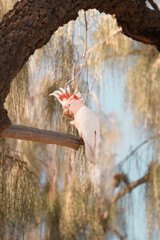 Pink cockatoo on a tree © Gemma