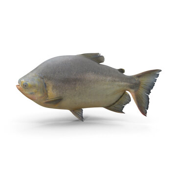 Tambaqui Fish