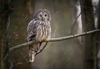 Ural owl ( Strix uralensis ) close up - 757743470
