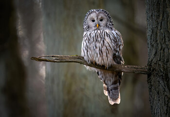 Ural owl ( Strix uralensis ) close up - 757743473