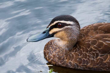 Close up of duck swimming in lake with blue beak and red eye