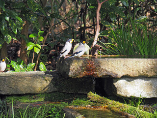京都御苑のバードバスに集まるイカル