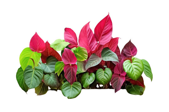 Green leaves of tropical plants bush (Monstera, palm, fern, Iresine herbstii , Bloodleaf Plant) floral arrangement isolated on transparent background . PNG, cutout, or clipping path.	
