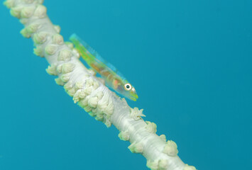 ムチカラマツに生きるガラスハゼ