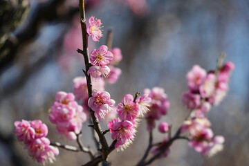 優美なピンクの梅