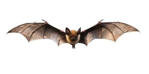  Flying bat isolated on transparent a white background