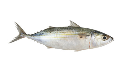 Raw mackerel isolated on white background, Rastrelliger kanagurta	