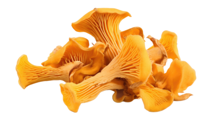 Fresh chanterelle mushrooms isolated on transparent a white background