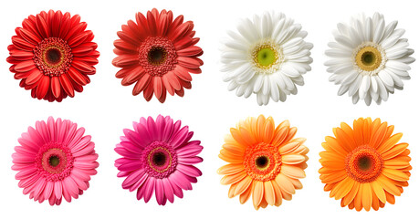 Collection set of hot pink red maroon orange white stalk of Gerber Gerbera Daisy daisies flower floral top view on transparent background cutout, PNG file. Mockup template artwork graphic design	
