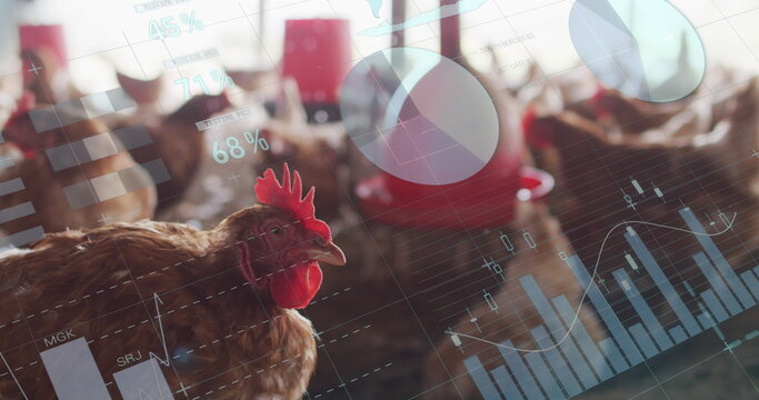 Image of financial data processing over chickens at farm