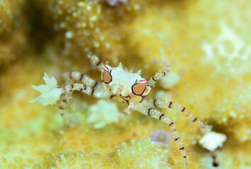 目つきの悪いキンチャクガニ