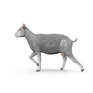 White Goat Walking With Fur