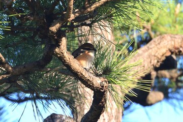 Obraz premium A bird perched on a branch, its feathers vibrant, its beak poised, singing melodies to the wind.