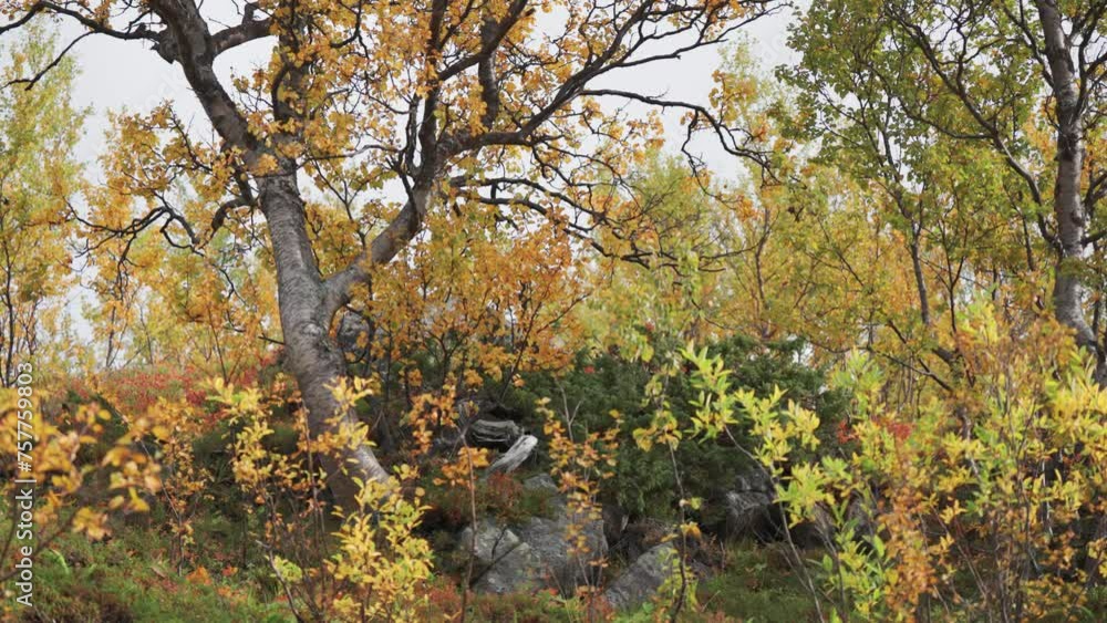 Poster colorful autumn foliage on the trees in the autumn tundra. slow-motion parallax video. bokeh backgro
