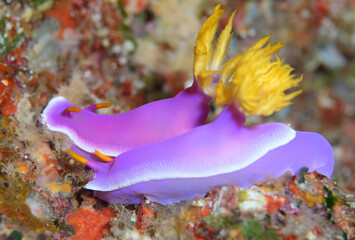 2匹のシンデレラウミウシ