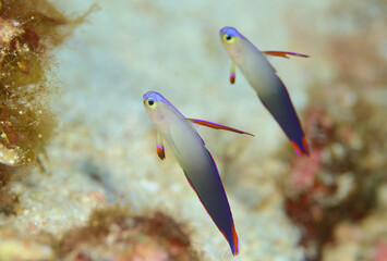 ２匹のアケボノハゼ　水深４０ｍ