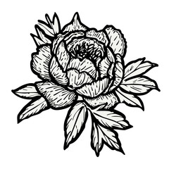 Flower and leaves rose ink sketch