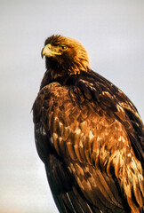 The Golden Eagle is one of the largest, fastest and nimblest raptors in North America. Gold feathers gleam on the back of its head and neck; a powerful beak and talons advertise its hunting prowess.