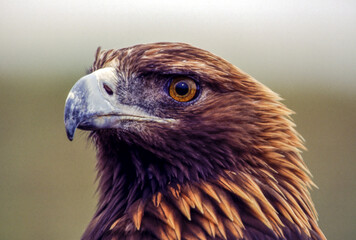 The Golden Eagle is one of the largest, fastest and nimblest raptors in North America. Gold feathers gleam on the back of its head and neck; a powerful beak and talons advertise its hunting prowess.