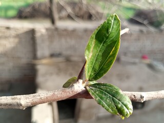 green jujube tree leaves with a close-up view of branch and natural textures