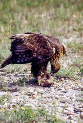 The Golden Eagle is one of the largest, fastest and nimblest raptors in North America. Gold feathers gleam on the back of its head and neck; a powerful beak and talons advertise its hunting prowess.