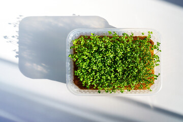 Green broccoli sprouts in a container on a white tabletop. Growing micro greens for a healthy diet....
