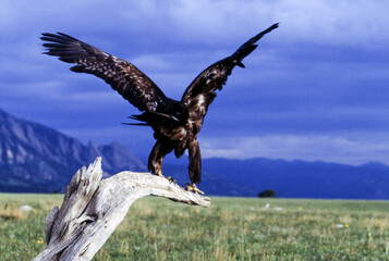 The Golden Eagle is one of the largest, fastest and nimblest raptors in North America. Gold...