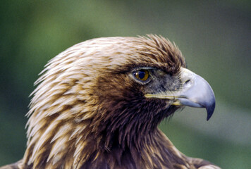 The Golden Eagle is one of the largest, fastest and nimblest raptors in North America. Gold feathers gleam on the back of its head and neck; a powerful beak and talons advertise its hunting prowess.