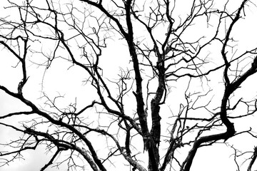 Fototapeta na wymiar tree silhouette vector