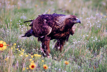 The Golden Eagle is one of the largest, fastest and nimblest raptors in North America. Gold feathers gleam on the back of its head and neck; a powerful beak and talons advertise its hunting prowess.