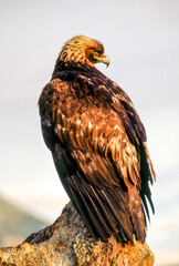 The Golden Eagle is one of the largest, fastest and nimblest raptors in North America. Gold feathers gleam on the back of its head and neck; a powerful beak and talons advertise its hunting prowess.