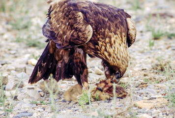 The Golden Eagle is one of the largest, fastest and nimblest raptors in North America. Gold feathers gleam on the back of its head and neck; a powerful beak and talons advertise its hunting prowess.