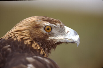 The Golden Eagle is one of the largest, fastest and nimblest raptors in North America. Gold feathers gleam on the back of its head and neck; a powerful beak and talons advertise its hunting prowess.