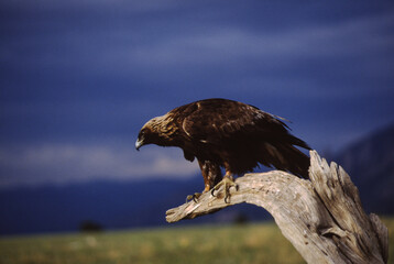 The Golden Eagle is one of the largest, fastest and nimblest raptors in North America. Gold feathers gleam on the back of its head and neck; a powerful beak and talons advertise its hunting prowess.