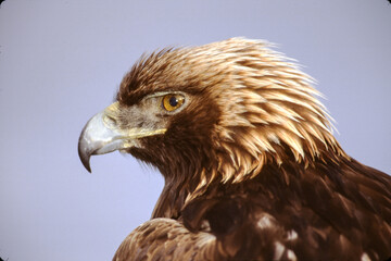 The Golden Eagle is one of the largest, fastest and nimblest raptors in North America. Gold feathers gleam on the back of its head and neck; a powerful beak and talons advertise its hunting prowess.