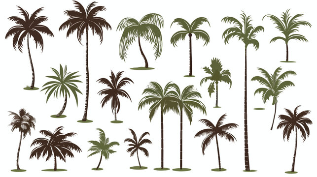 Tropical coconut palm trees. Vector sketch illustration