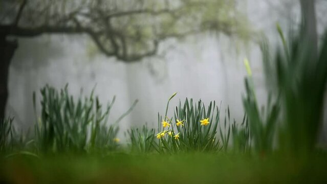 żonkile w parku w deszczu , daffodils	