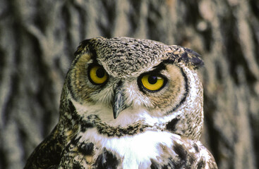 Great horned owls are large and thick bodied with two prominent feathered tufts on their head. They...