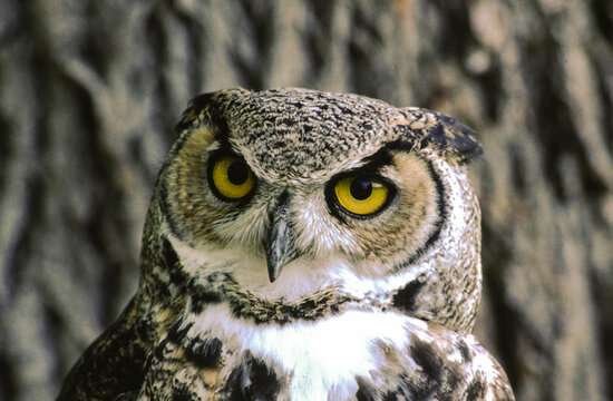 Great horned owls are large and thick bodied with two prominent feathered tufts on their head. They are mottled gray-brown with a reddish brown facial disk and large yellow eyes.