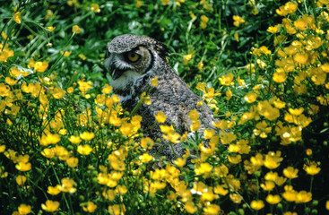 Great horned owls are large and thick bodied with two prominent feathered tufts on their head. They are mottled gray-brown with a reddish brown facial disk and large yellow eyes.