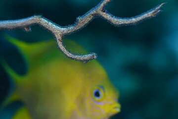 卵を守るヤマブキスズメダイ　久米島
