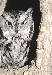 Great horned owls are large and thick bodied with two prominent feathered tufts on their head. They...