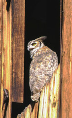 Great horned owls are large and thick bodied with two prominent feathered tufts on their head. They are mottled gray-brown with a reddish brown facial disk and large yellow eyes.