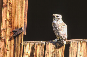 Great horned owls are large and thick bodied with two prominent feathered tufts on their head. They are mottled gray-brown with a reddish brown facial disk and large yellow eyes.