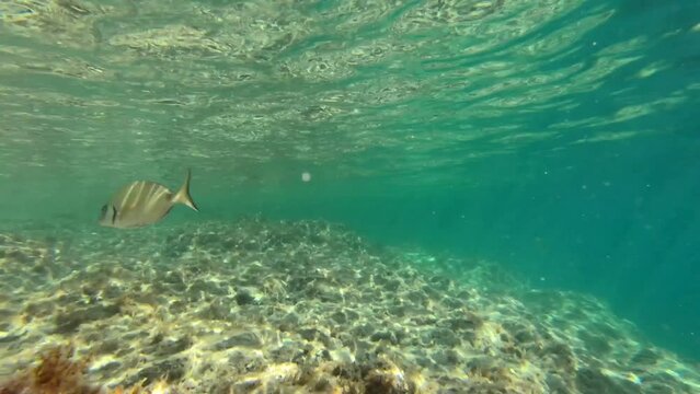 Underwater footage in Mediterranean sea with saddled seabreams (oblades)